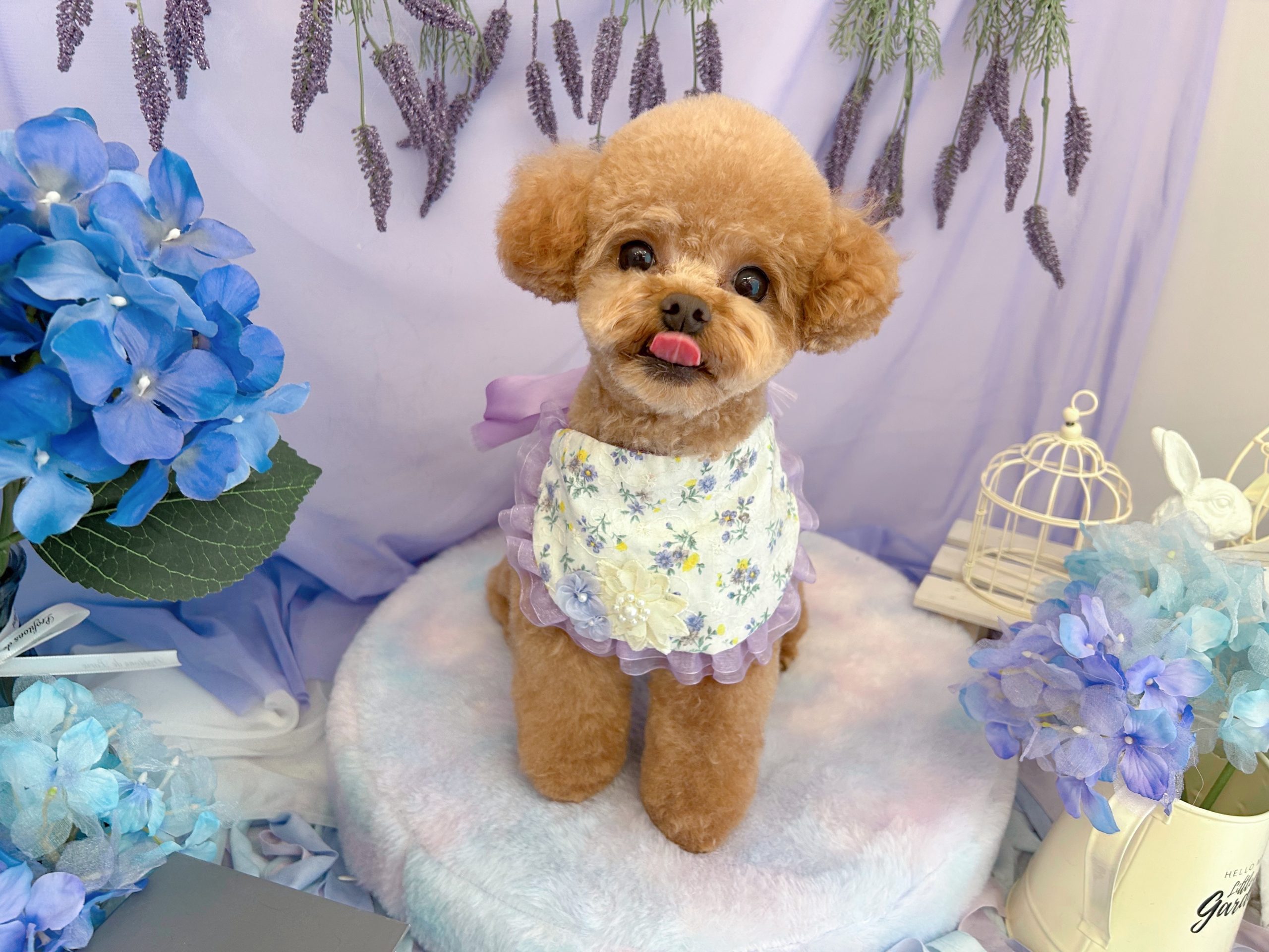 ぺろんっ♪ - ドッグシェリー